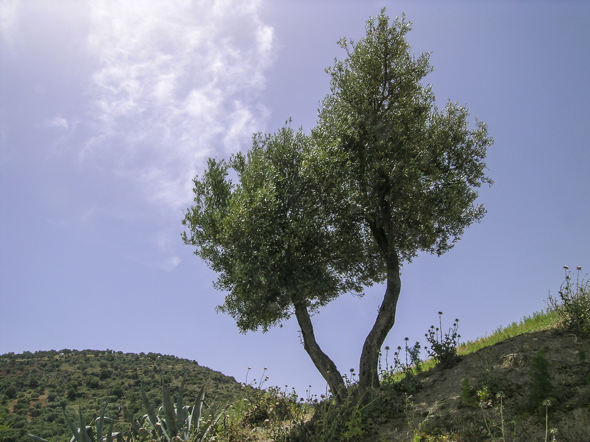 Olivenbaum.jpg