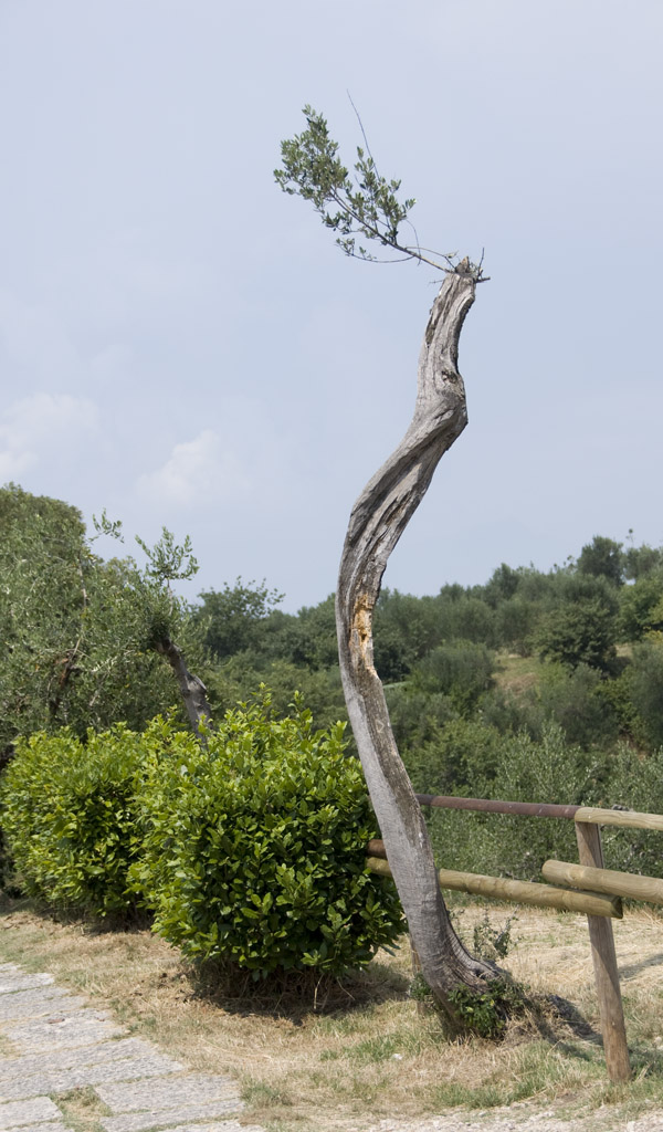 Olivenbaum