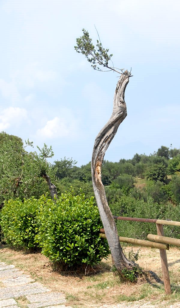 olivenbaum