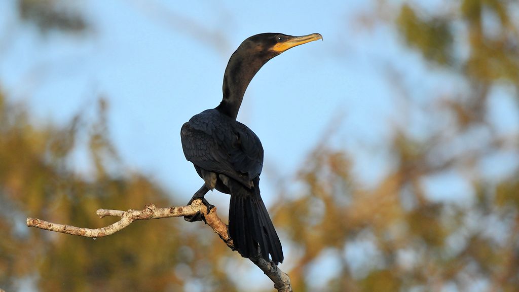 Olivenscharbe (neotropic cormorant)
Rupununi
bei Karanambu
5482