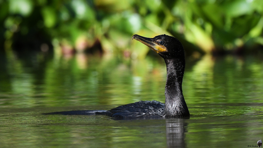 Olivenscharbe (neotropic cormorant)

s821 PantanalHotel OlivaceousCoromorant 3726