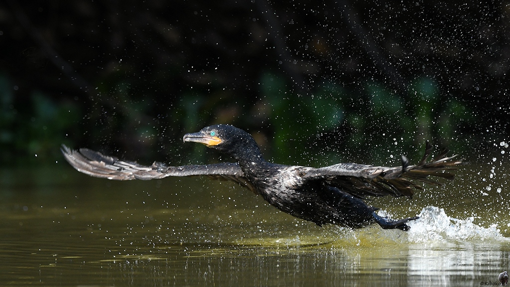 Olivenscharbe (neotropic cormorant)

s821 PantanalHotel OlivaceousCoromorant 3789