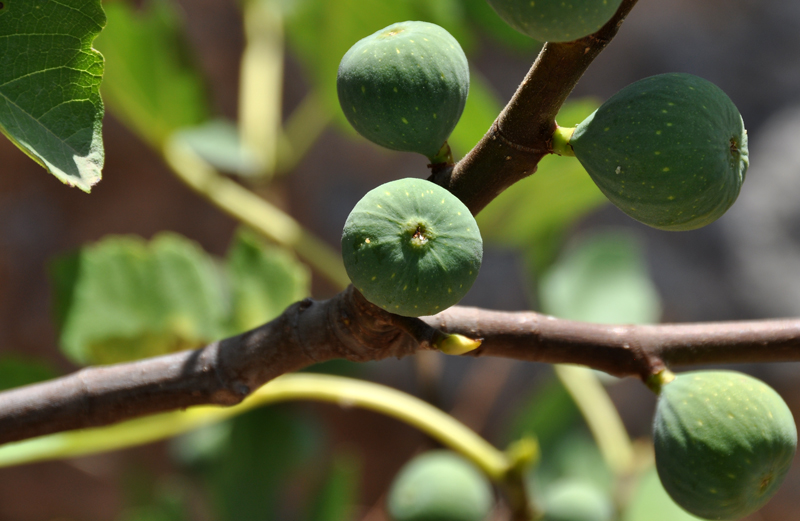 Olives
