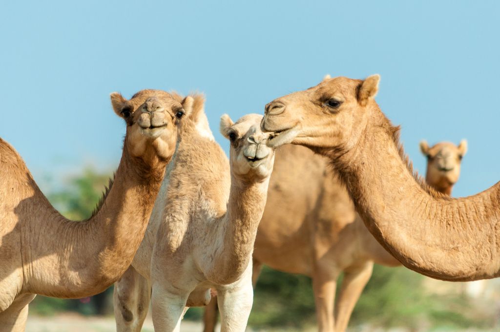 Oman 2