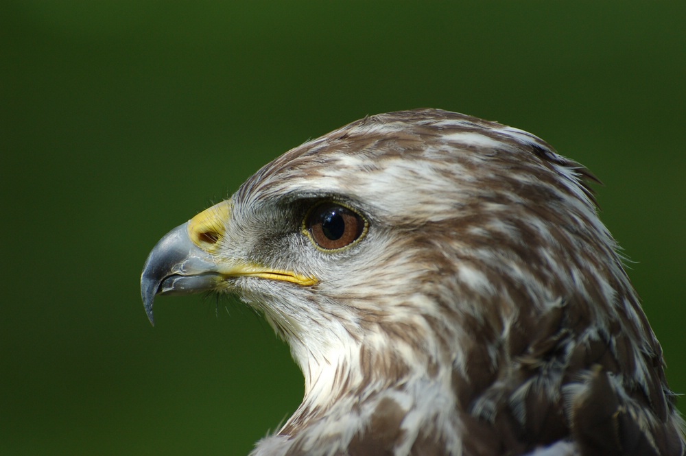 OOC-Foto aus dem Greifvogelpark Hellenthal