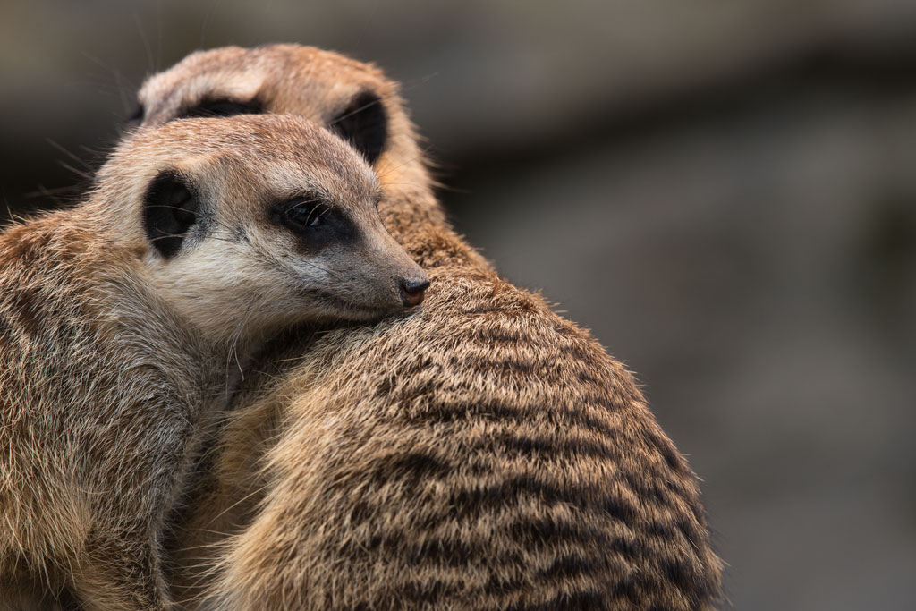 opel zoo erdmaennchen 1