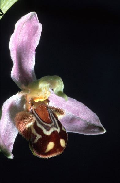 Ophrys Apifera 1967.06.29 06