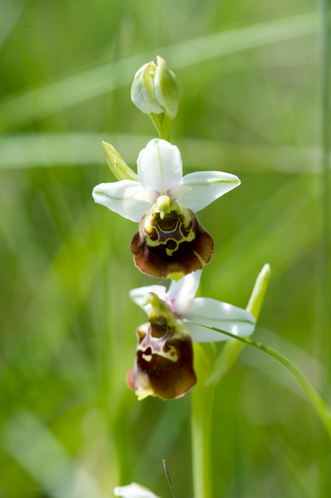 Ophrys holoserica KLE DSC3961