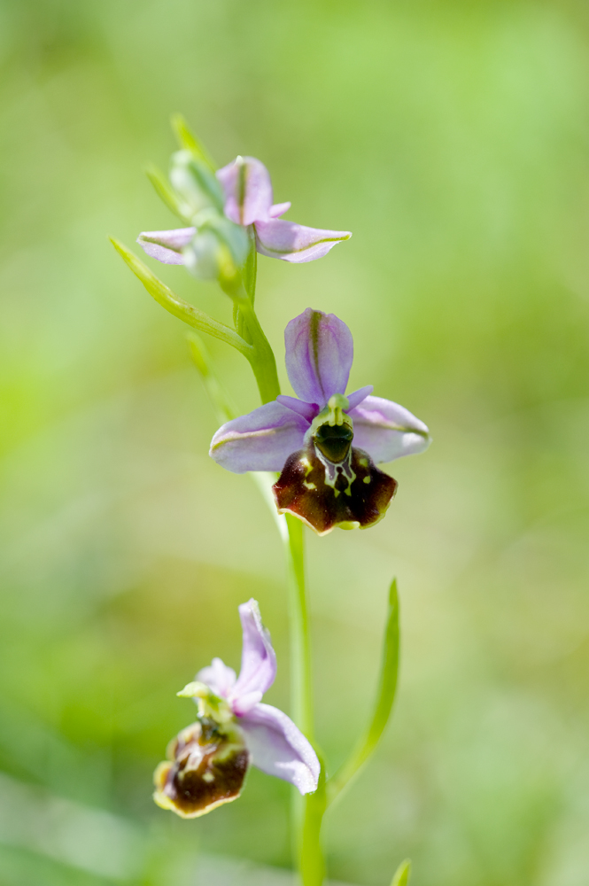 Ophrys holoserica KLE DSC3977