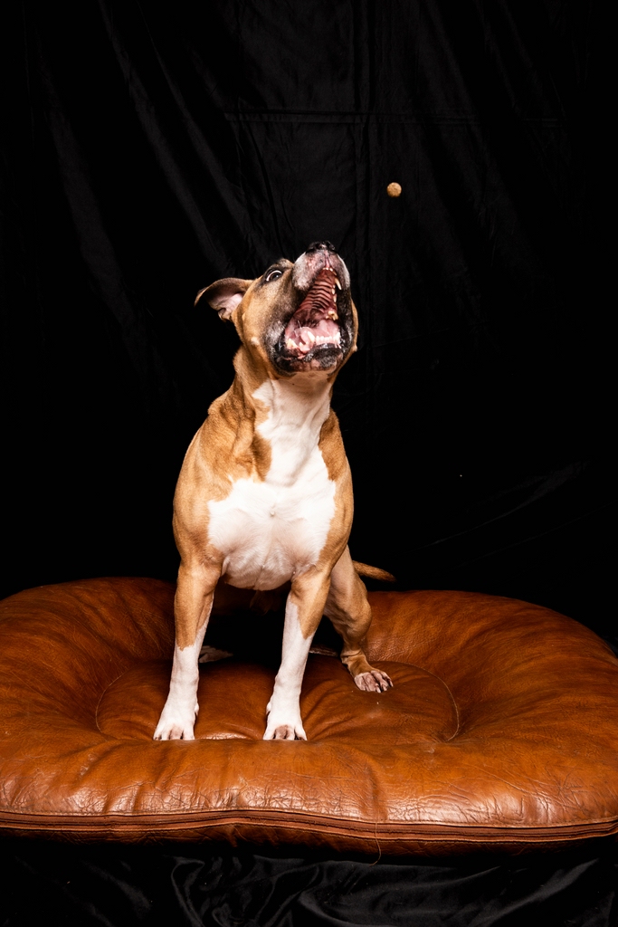 Opie_II