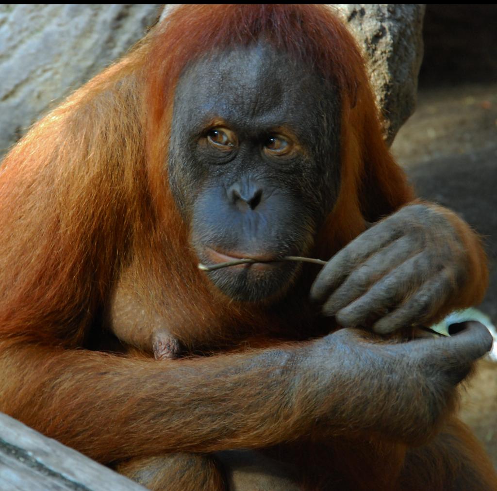 Orang Utan 1