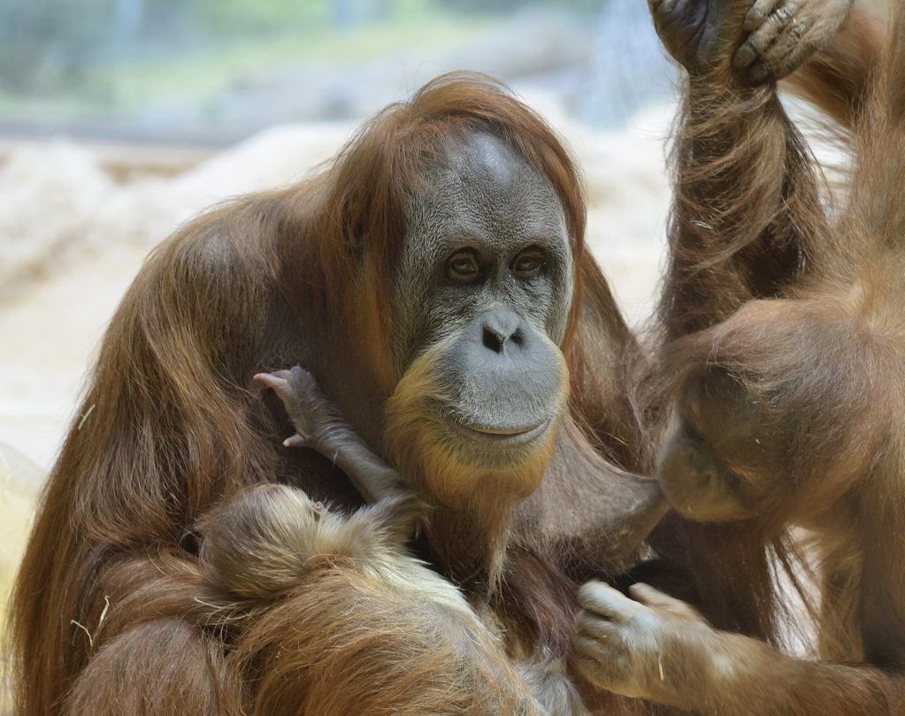 Orang-Utan mit Nachwuchs