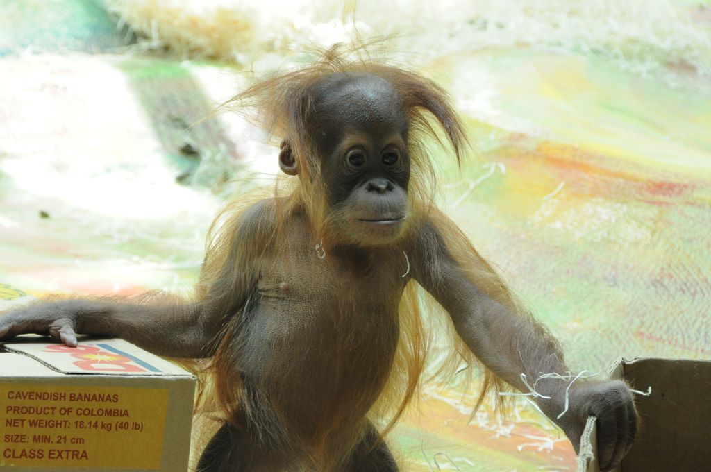 Orang-Utan Nachwuchs