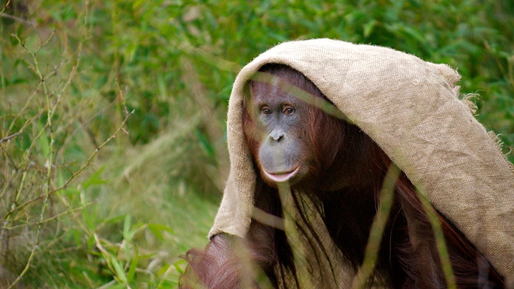 Orang Utan