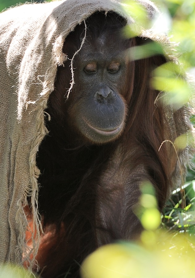 Orang Utan