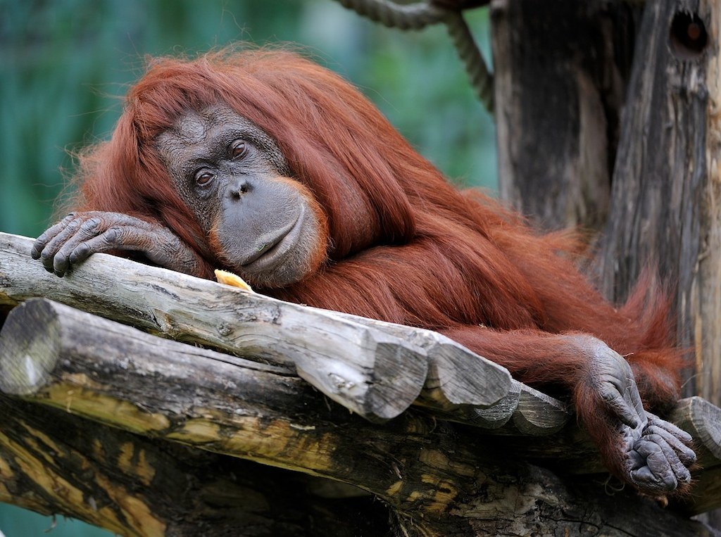 Orang Utan