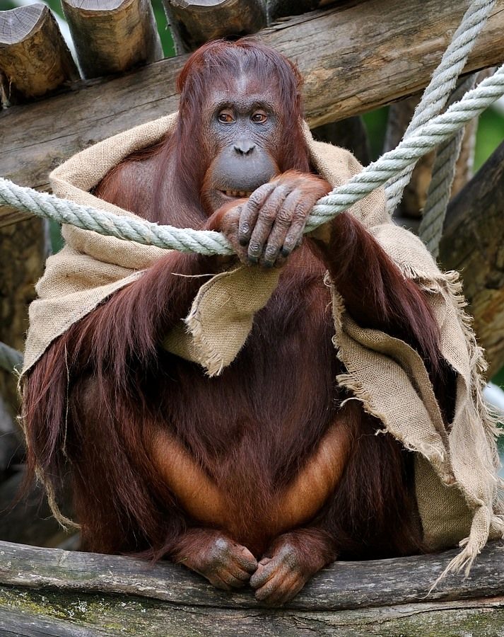 Orang Utan