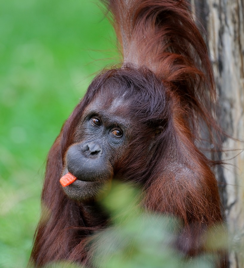 Orang Utan