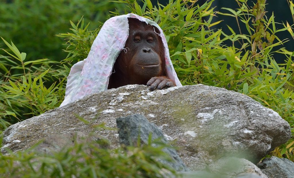Orang Utan