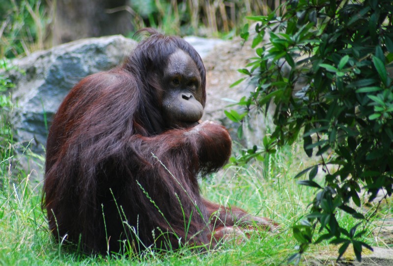 Orang Utan