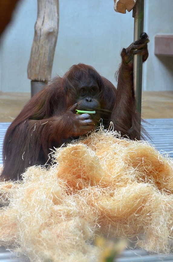 Orang Utan