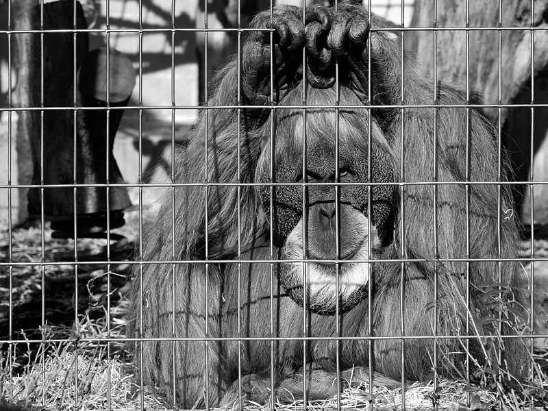 orang utan3