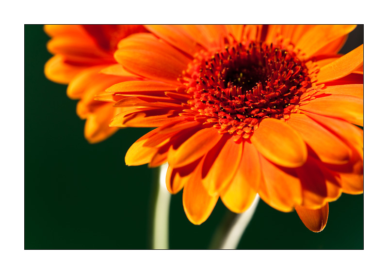 Orange Blumen 1