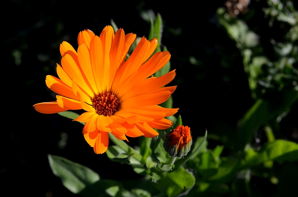 orange01