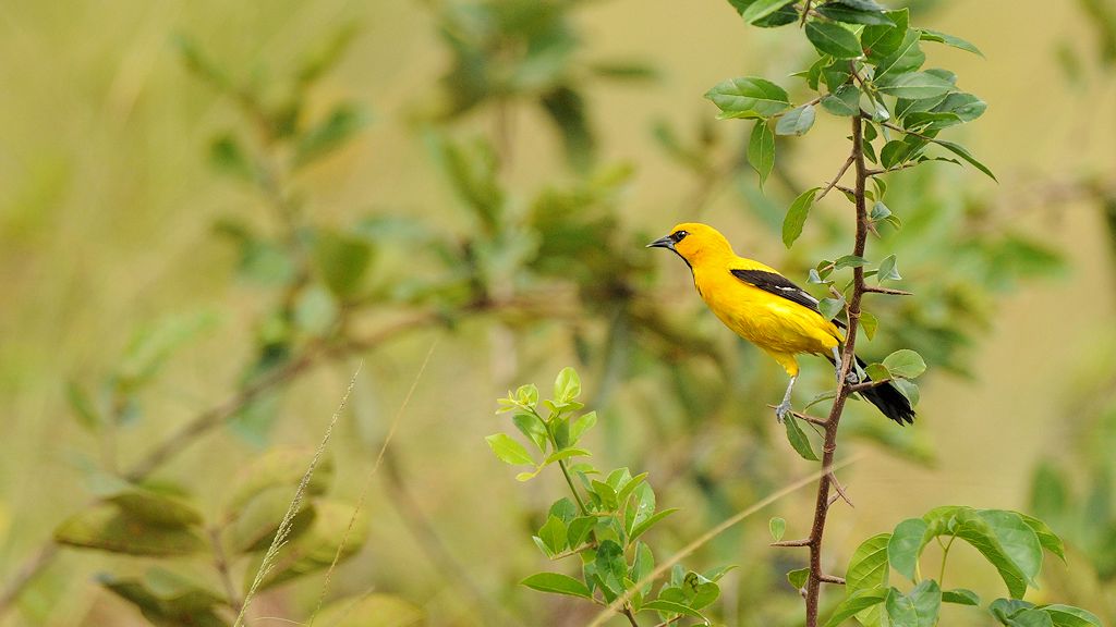 Orangebrusttrupai (Yellow Oriole)
Rockview Lodge, Annai
3897