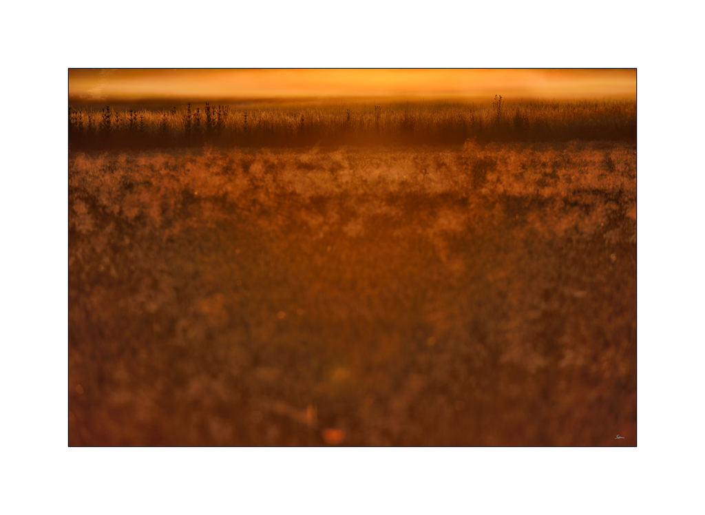 OrangePZ1 7574