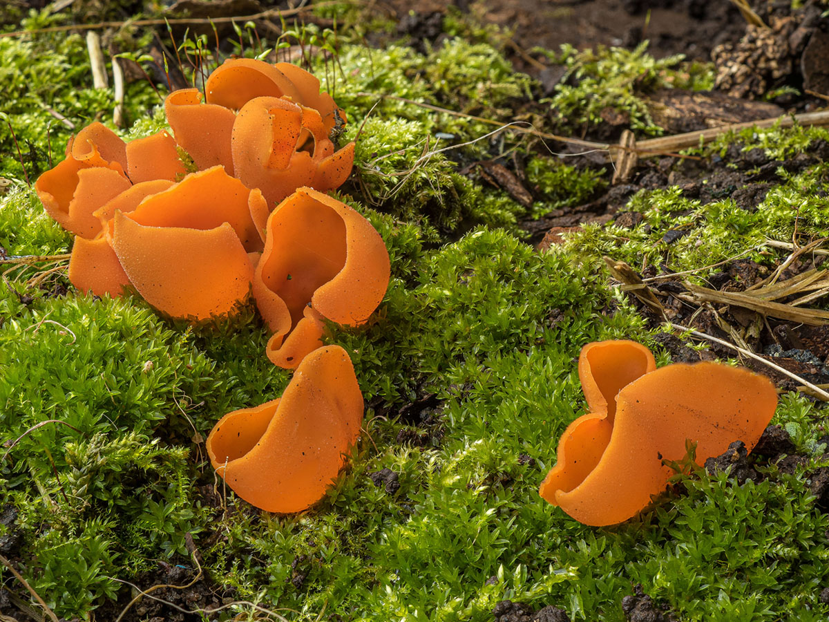 orangeroter Becherling.jpg