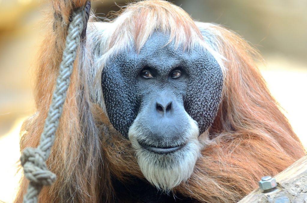 Orangutan Charly August 2014