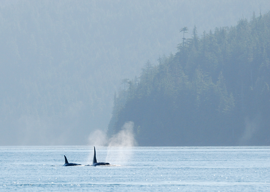 orca1