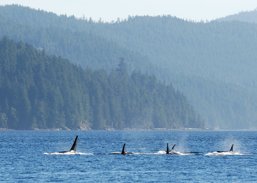 orca2
