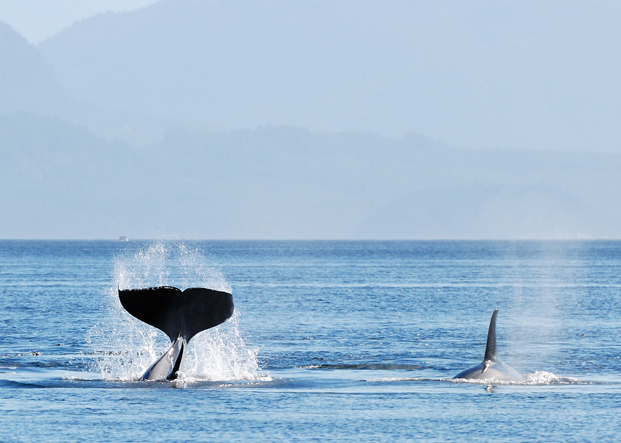 orca3
