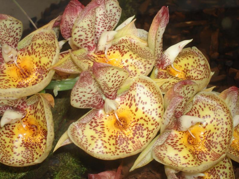 orchid Flowers Sin 003