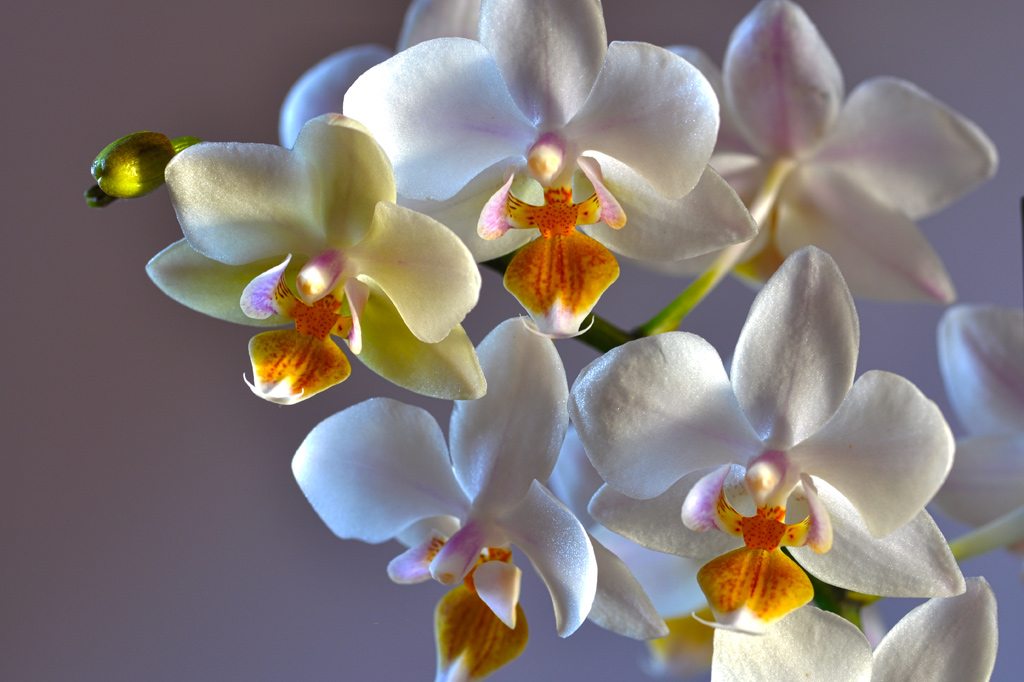orchidee 1