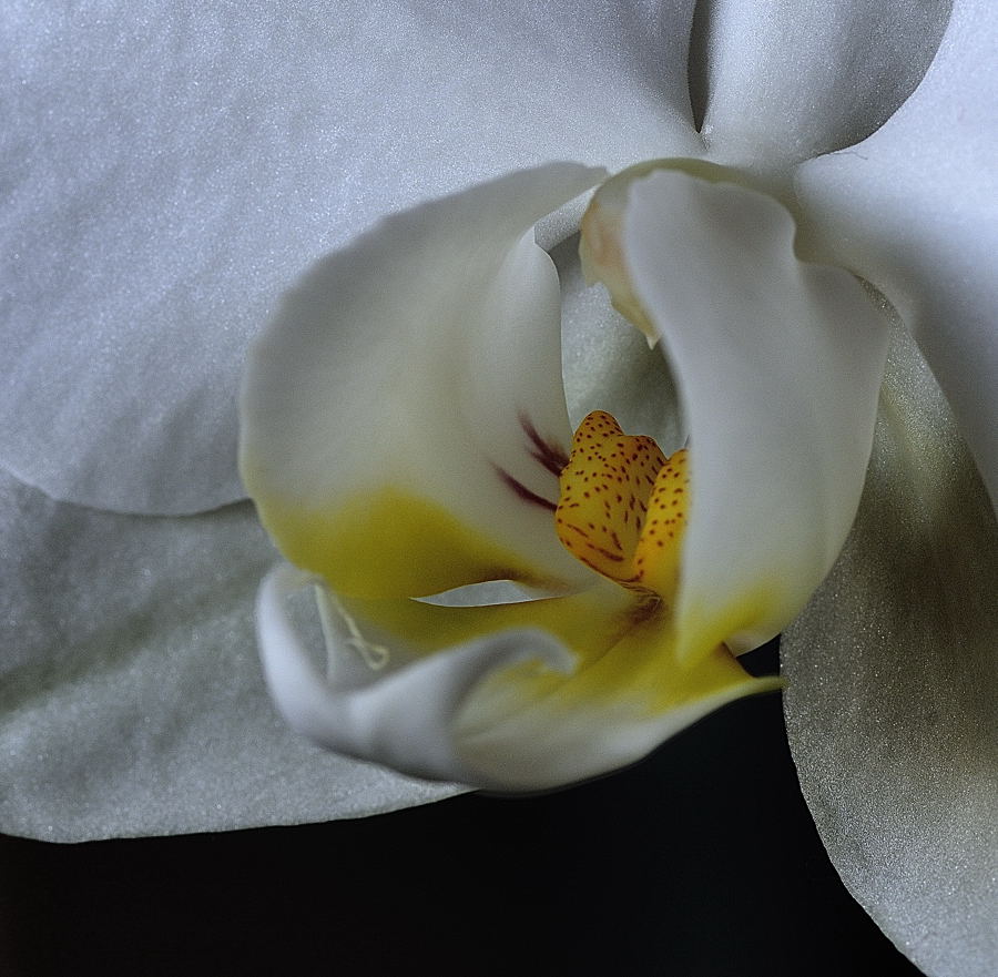 Orchidee 1