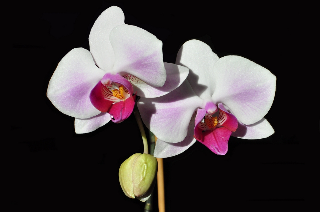 Orchidee 1024