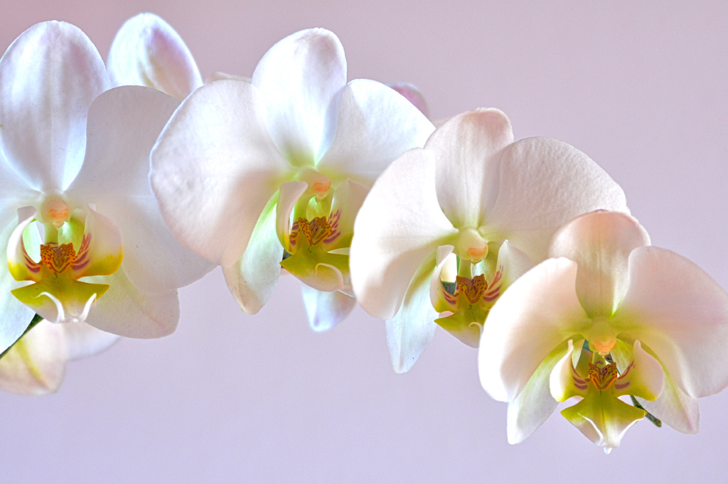 orchidee 2