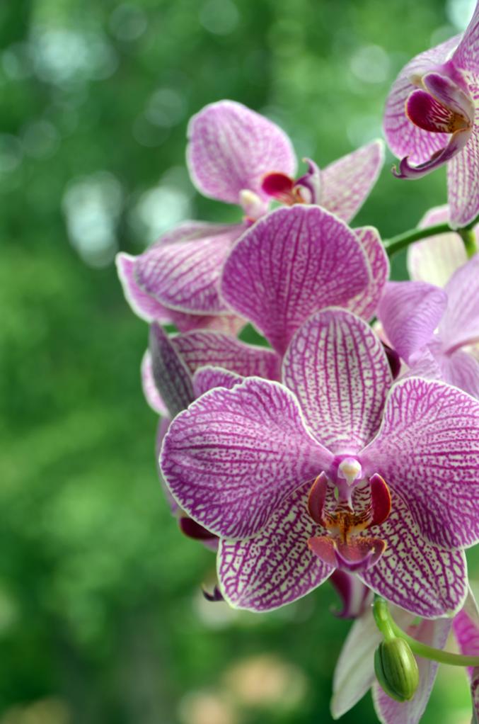 Orchidee 2