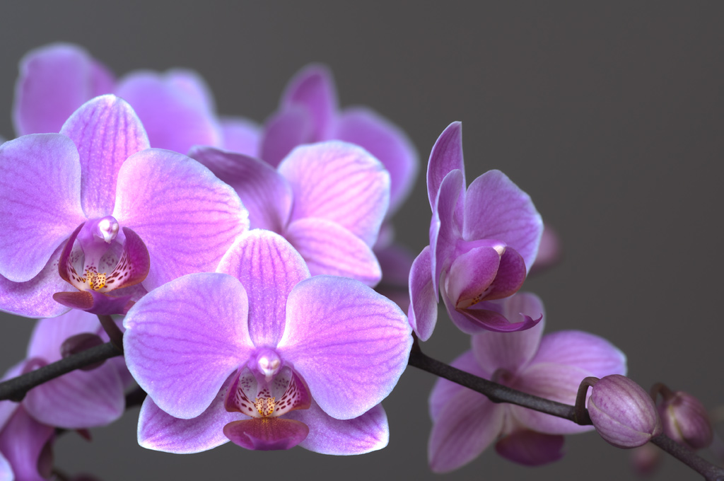 orchidee 3 2