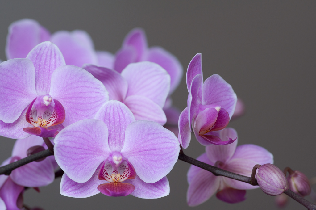 orchidee 3