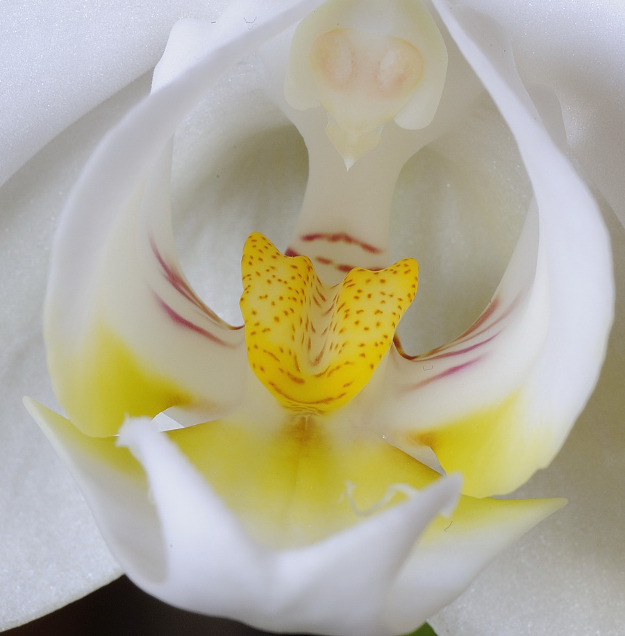 Orchidee 3