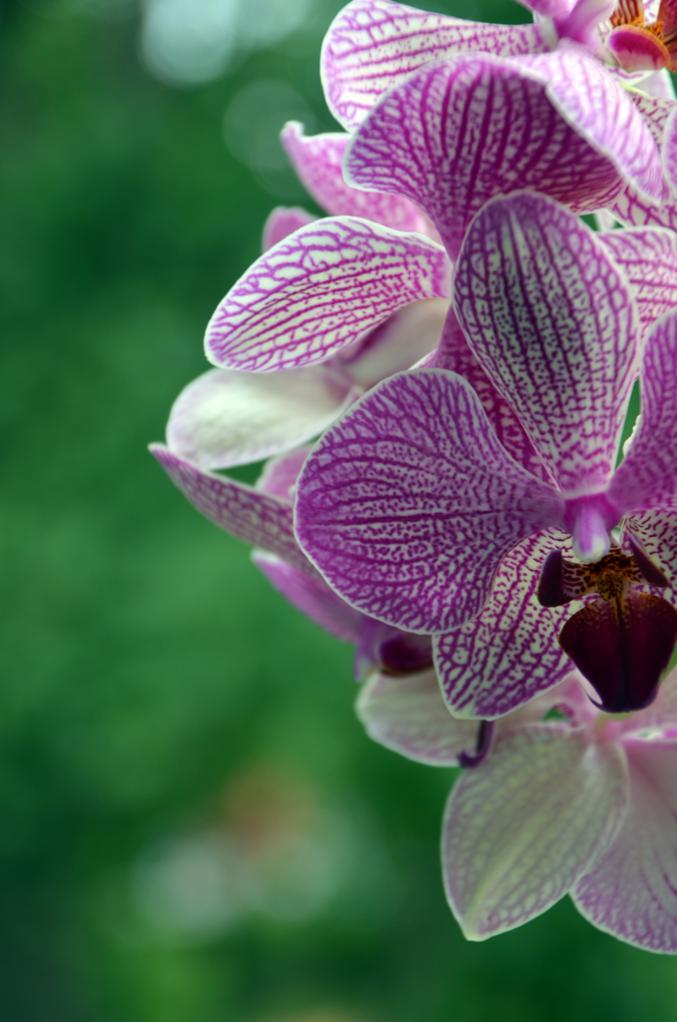 Orchidee 3