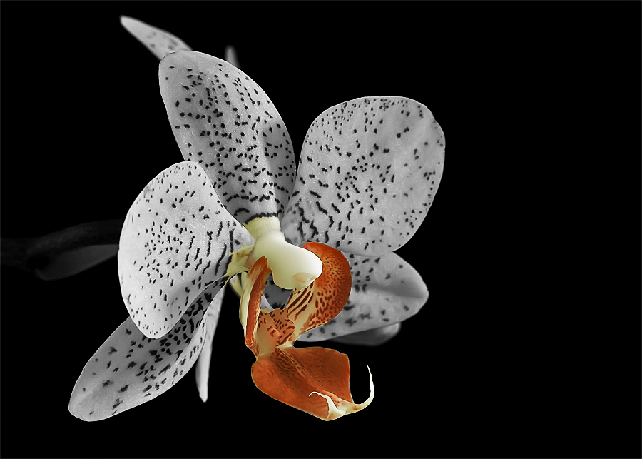 Orchidee CK