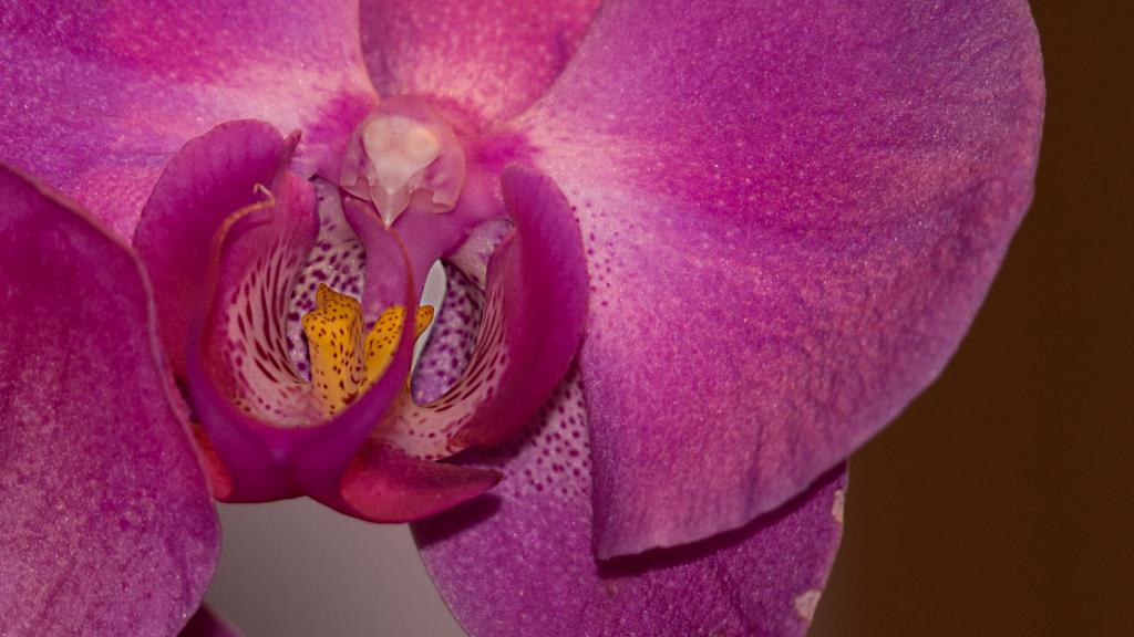 Orchidee D50 2