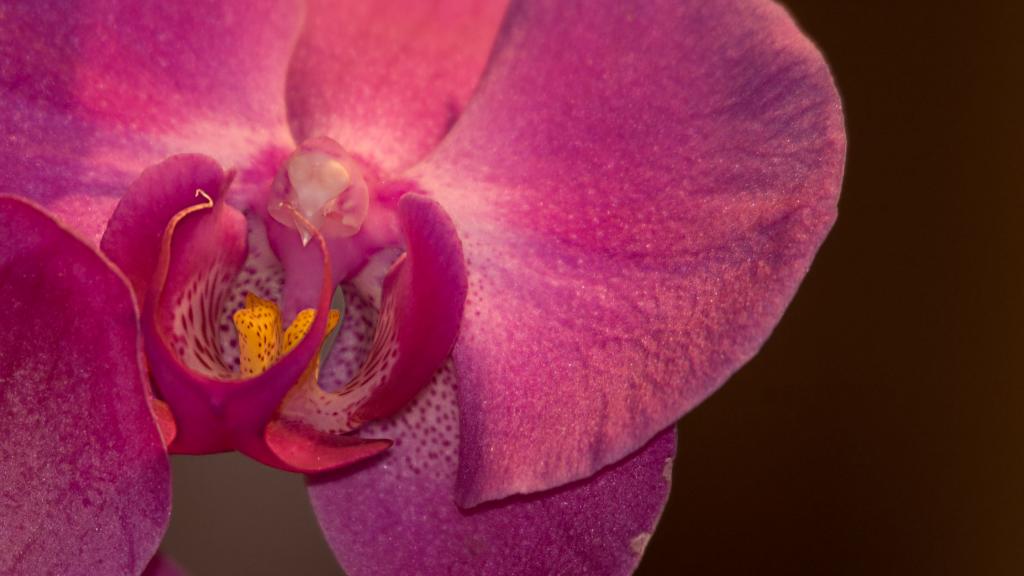 Orchidee D50