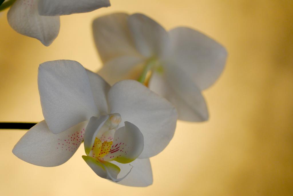 Orchidee ganz Forum