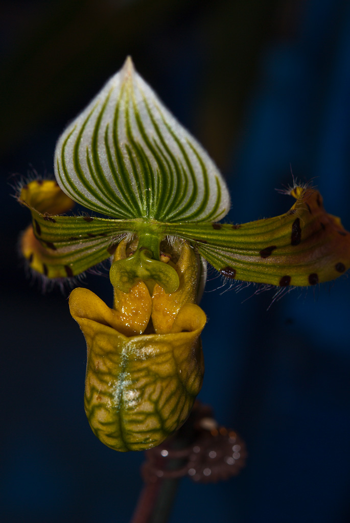 Orchidee ganz glänzend...